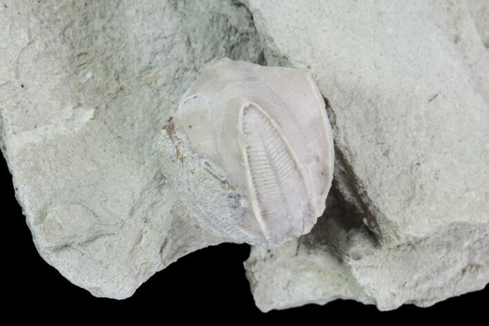 Blastoid (Pentremites) Fossil - Illinois #92217